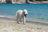 BEDLINGTON TERRIER 043